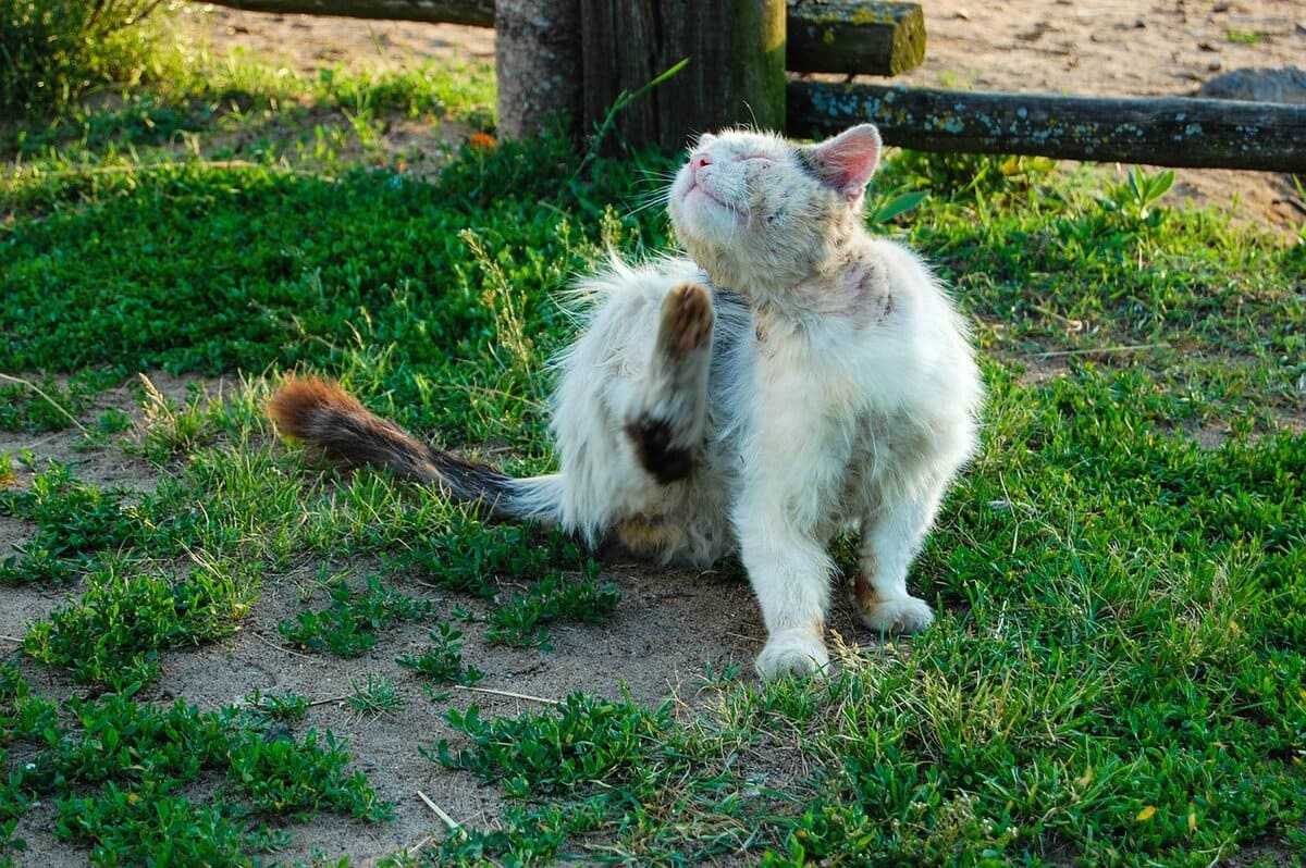 кот с лишаем чешется